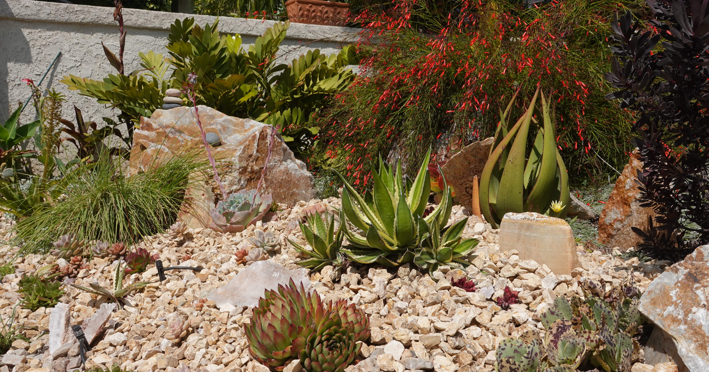 Drought Tolerant Landscaping Sun Coast Remodelers